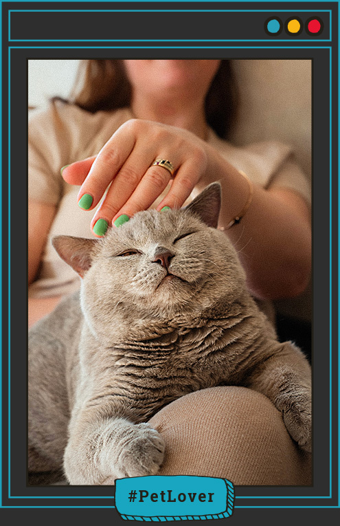 que significan los maullidos de los gato